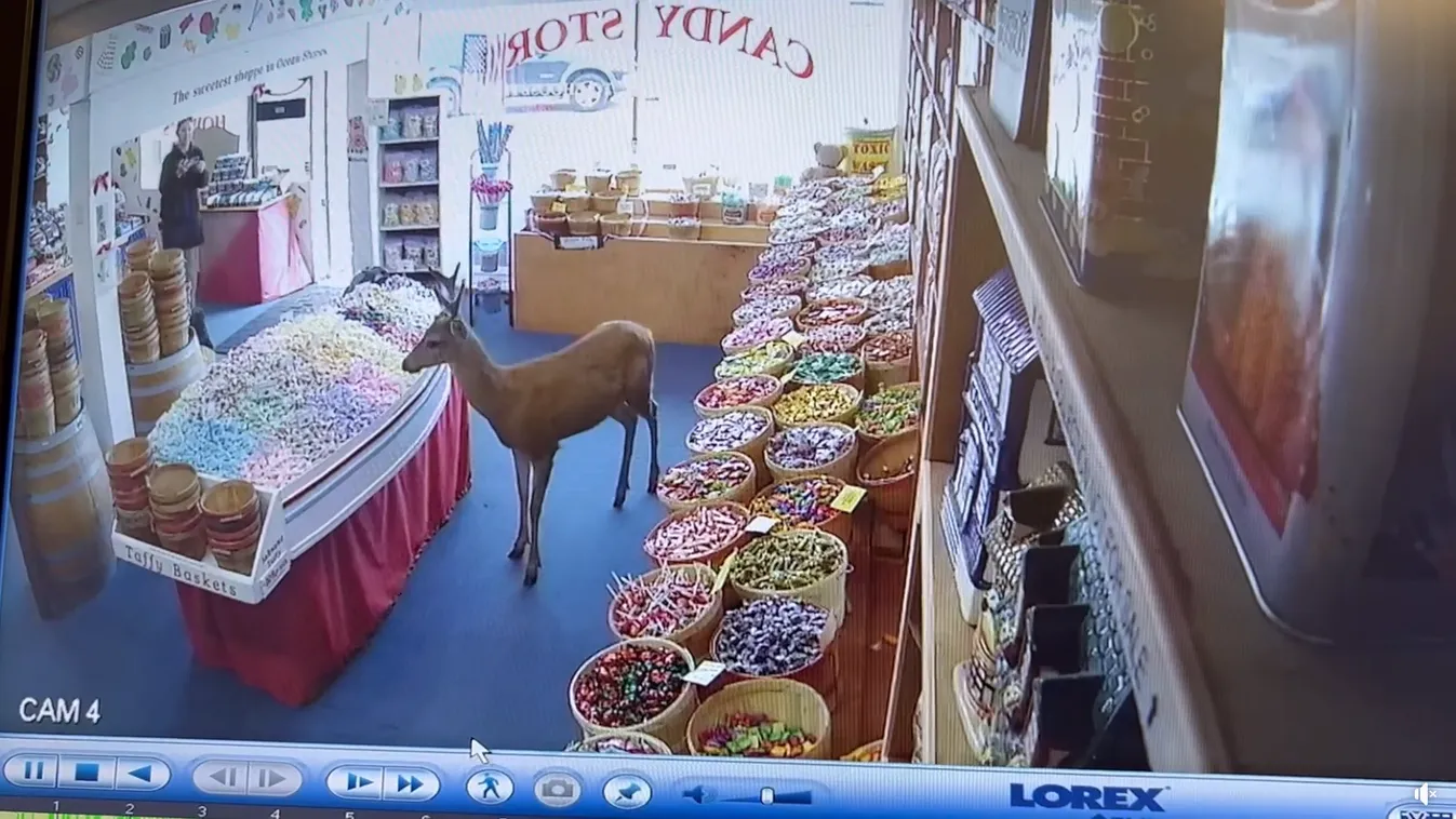 Teljes döbbenet: szarvas sétált be az édességboltba