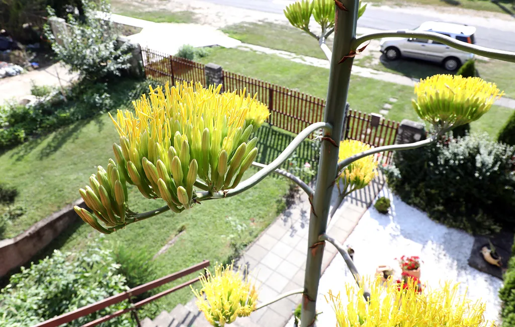 20230825 Onga

Az agavé virágára a szakirodalom szerint valóban 40-50 évet kell várni, a virágért azonban nagy árat fizet a növény.
Virágozni kezdett az agavé 45 év után Ongán, tudtuk meg Rózsa Lászlóné Erikától. Az agavé virágára a szakirodalom szerint valóban 40-50 évet kell várni, a virágért azonban nagy árat fizet a növény.
Virágozni kezdett az agavé 45 év után Ongán, tudtuk meg Rózsa Lászlóné Erikától.

Fotó: Bujdos Tibor BT
Észak-Magyarország