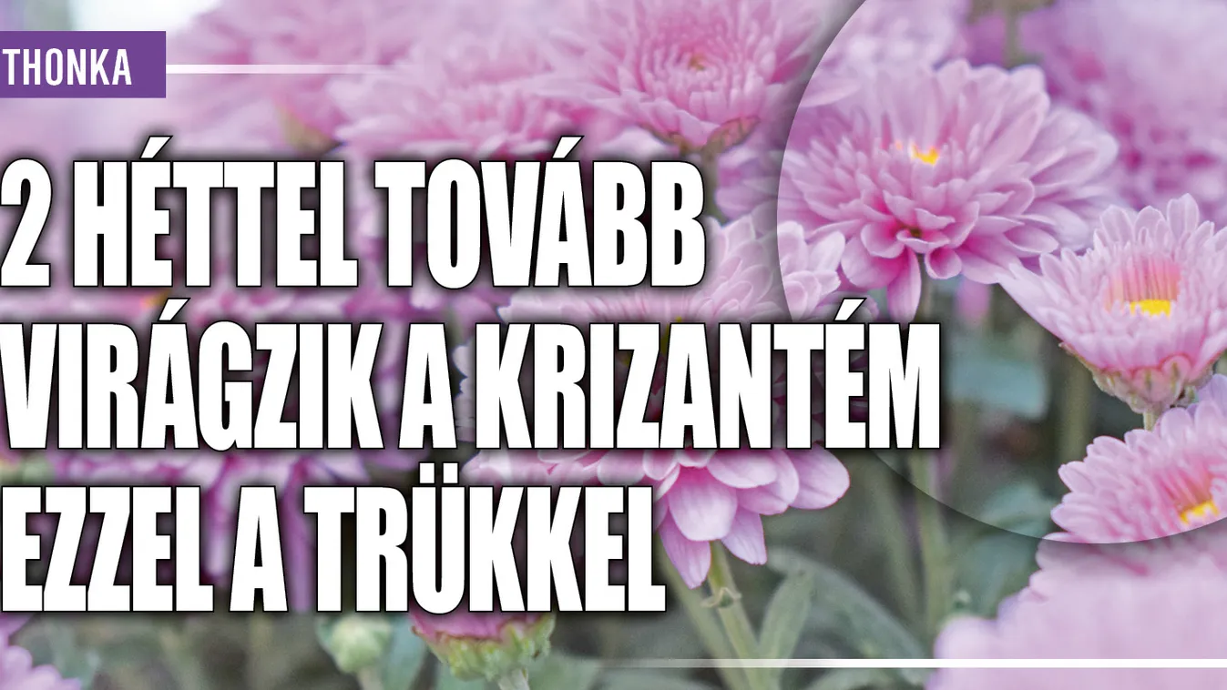 2 héttel tovább virágzik a krizantém ezzel a trükkel