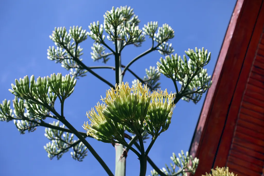 20230825 Onga

Az agavé virágára a szakirodalom szerint valóban 40-50 évet kell várni, a virágért azonban nagy árat fizet a növény.
Virágozni kezdett az agavé 45 év után Ongán, tudtuk meg Rózsa Lászlóné Erikától. Az agavé virágára a szakirodalom szerint valóban 40-50 évet kell várni, a virágért azonban nagy árat fizet a növény.
Virágozni kezdett az agavé 45 év után Ongán, tudtuk meg Rózsa Lászlóné Erikától.

Fotó: Bujdos Tibor BT
Észak-Magyarország