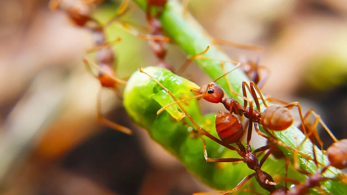 Fire,Ants,Teamworks,Carry,Caterpillars,To,The,Nest,,Selective,Focus