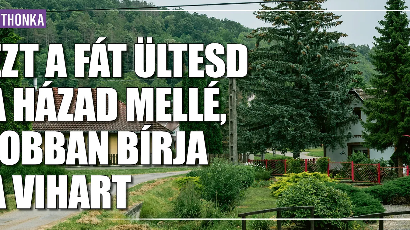 Ezt a fát ültesd a házad mellé, jobban bírja a vihart