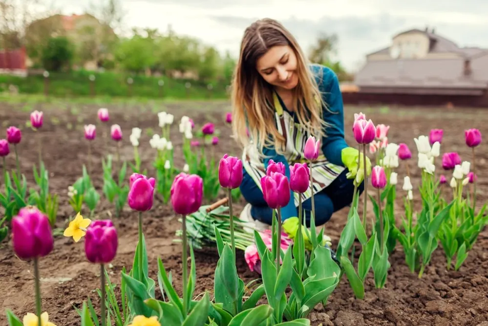 Young,Gardener,Picks,Pink,Purple,Tulips,Flowers,In,Spring,Garden.