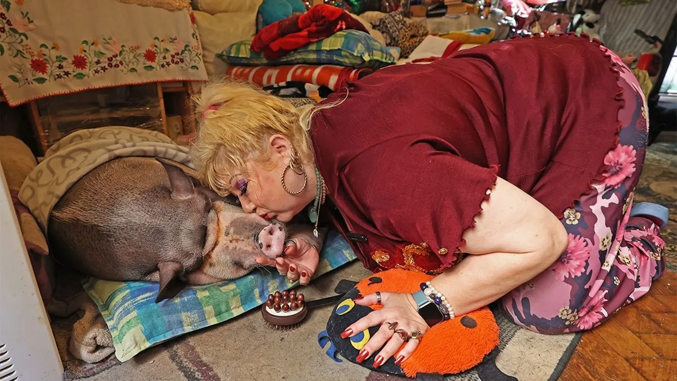 75 kilós törpemalacával osztja meg lakását Zsanna