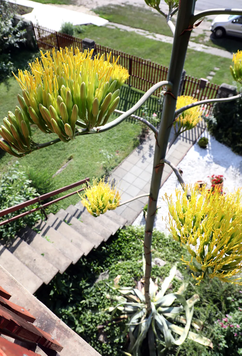 20230825 Onga

Az agavé virágára a szakirodalom szerint valóban 40-50 évet kell várni, a virágért azonban nagy árat fizet a növény.
Virágozni kezdett az agavé 45 év után Ongán, tudtuk meg Rózsa Lászlóné Erikától. Az agavé virágára a szakirodalom szerint valóban 40-50 évet kell várni, a virágért azonban nagy árat fizet a növény.
Virágozni kezdett az agavé 45 év után Ongán, tudtuk meg Rózsa Lászlóné Erikától.

Fotó: Bujdos Tibor BT
Észak-Magyarország