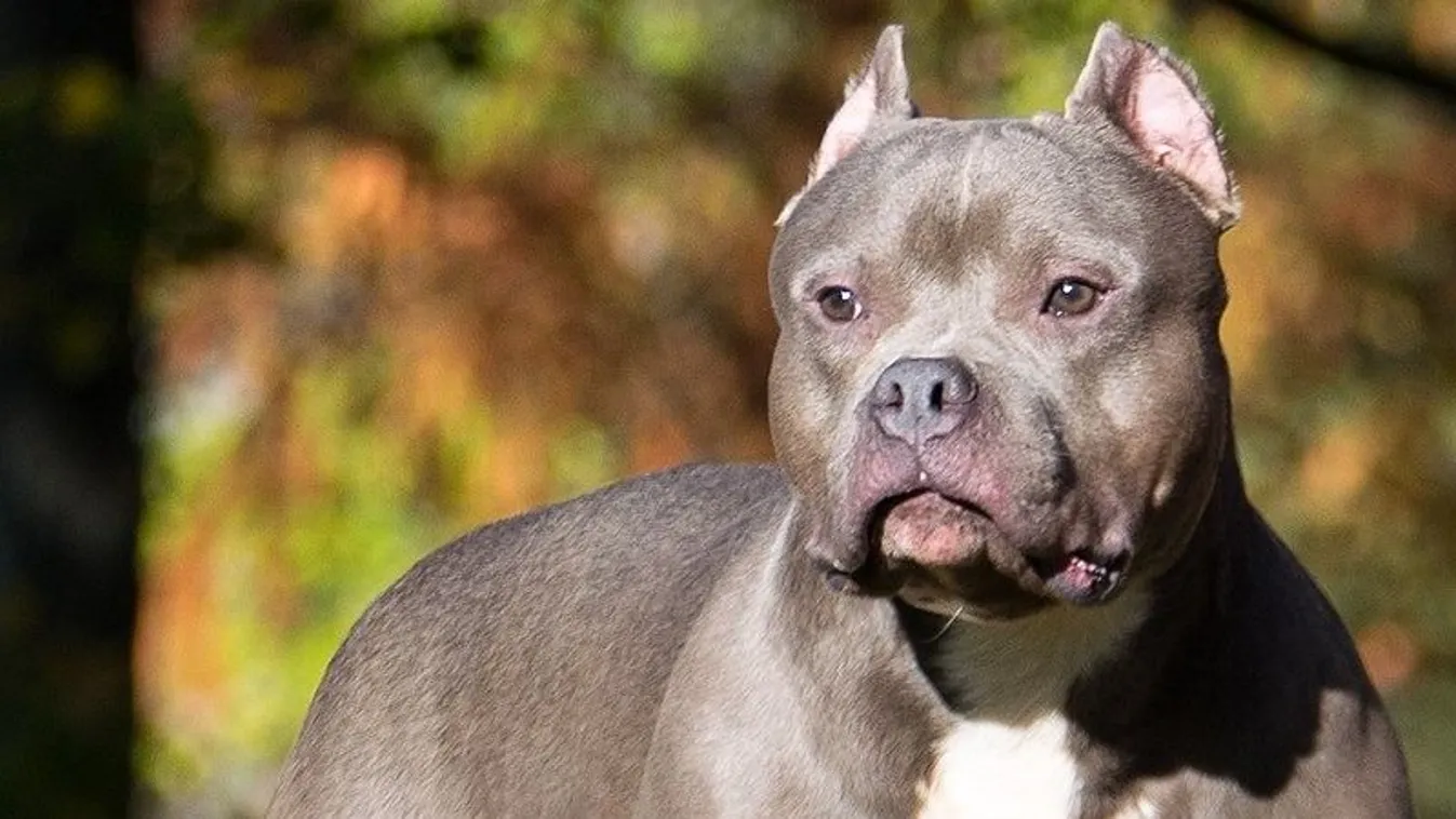 Megvadult harci kutya támadt egy 11 éves kislányra - Videó