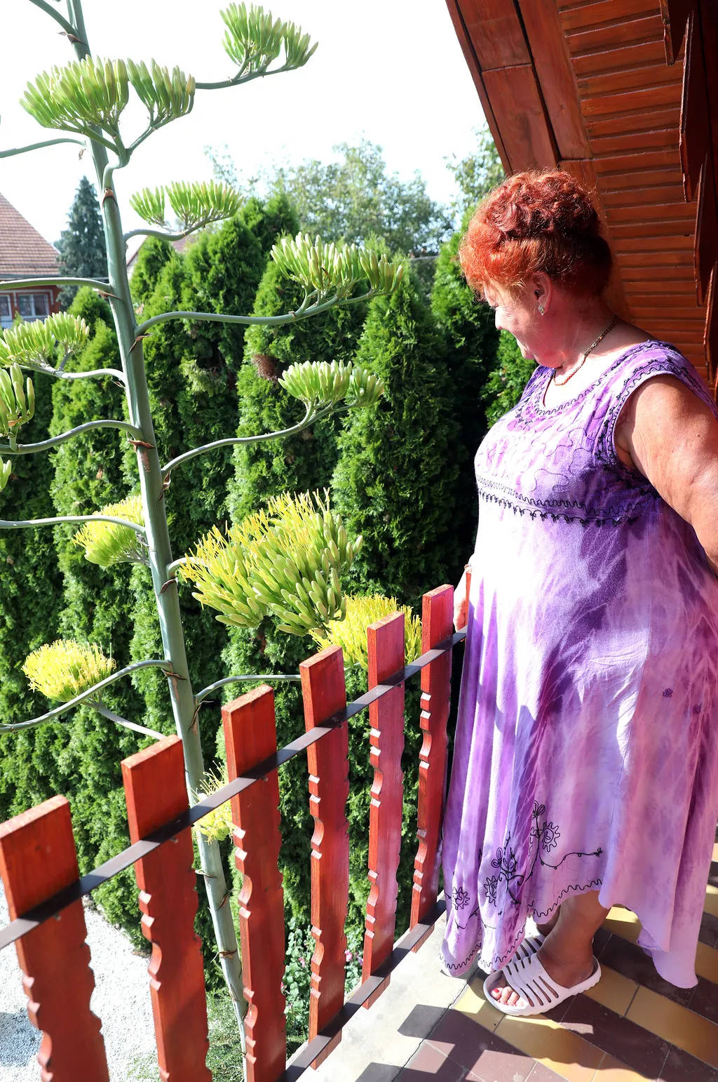 20230825 Onga

Az agavé virágára a szakirodalom szerint valóban 40-50 évet kell várni, a virágért azonban nagy árat fizet a növény.
Virágozni kezdett az agavé 45 év után Ongán, tudtuk meg Rózsa Lászlóné Erikától. Az agavé virágára a szakirodalom szerint valóban 40-50 évet kell várni, a virágért azonban nagy árat fizet a növény.
Virágozni kezdett az agavé 45 év után Ongán, tudtuk meg Rózsa Lászlóné Erikától.

Fotó: Bujdos Tibor BT
Észak-Magyarország