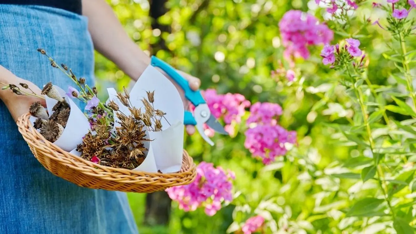 Így érdemes virágmagot gyűjteni, hogy szép legyen a kert