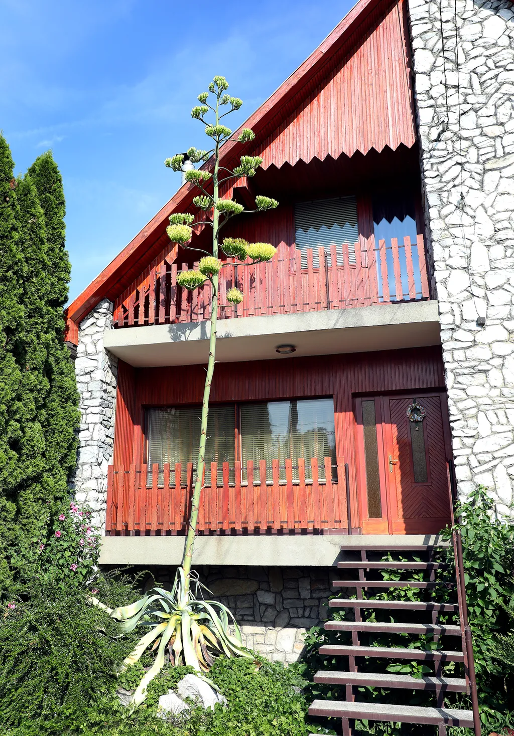 20230825 Onga

Az agavé virágára a szakirodalom szerint valóban 40-50 évet kell várni, a virágért azonban nagy árat fizet a növény.
Virágozni kezdett az agavé 45 év után Ongán, tudtuk meg Rózsa Lászlóné Erikától. Az agavé virágára a szakirodalom szerint valóban 40-50 évet kell várni, a virágért azonban nagy árat fizet a növény.
Virágozni kezdett az agavé 45 év után Ongán, tudtuk meg Rózsa Lászlóné Erikától.

Fotó: Bujdos Tibor BT
Észak-Magyarország