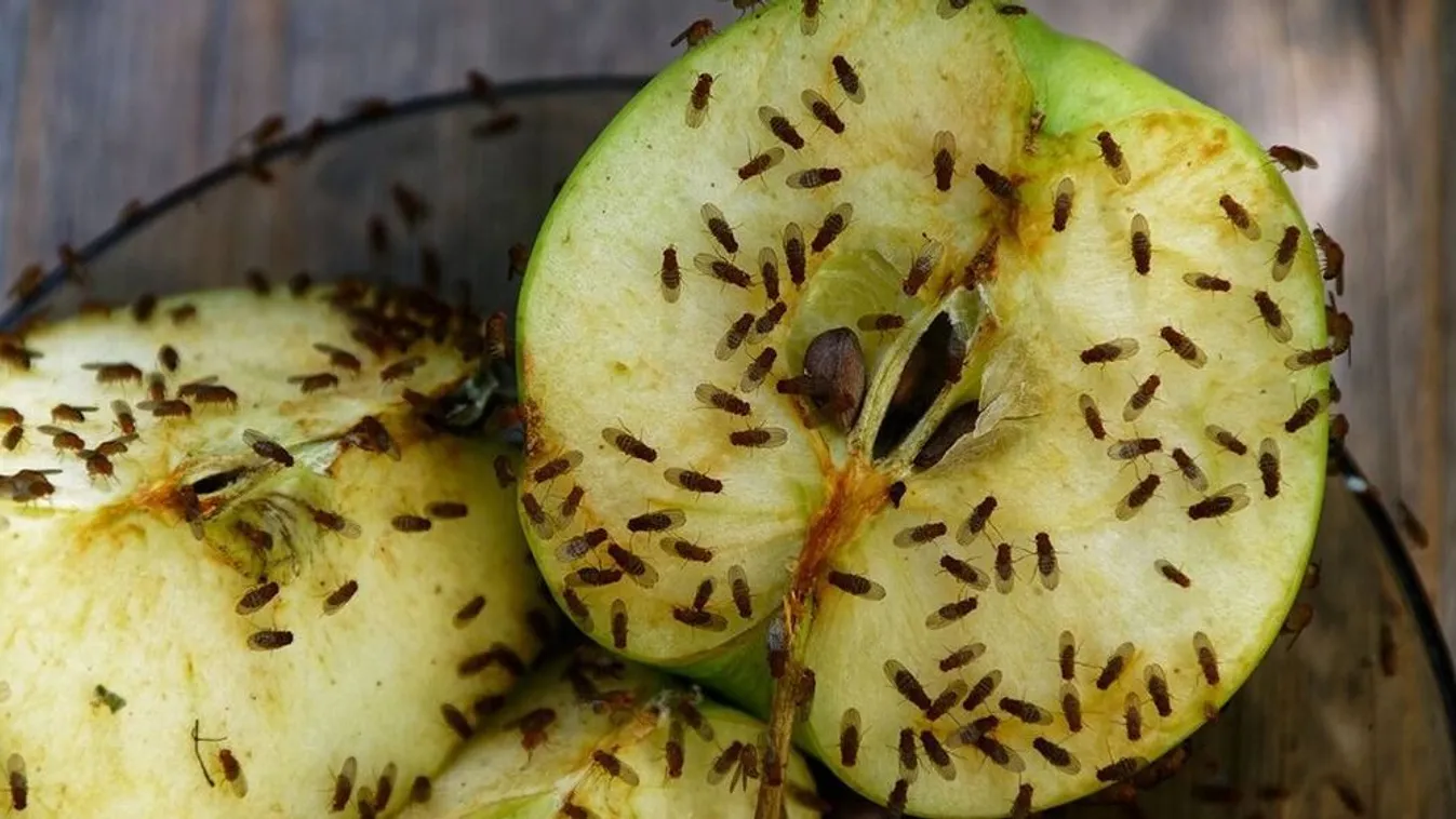 Muslicák százai lephetik el a lakásokat. Mit tegyünk ellene?