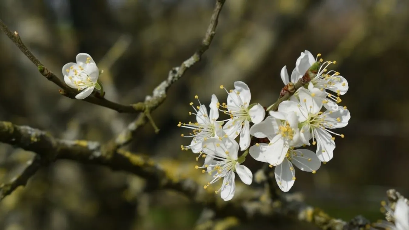 Teljesen megbolondult a természet a kertekben