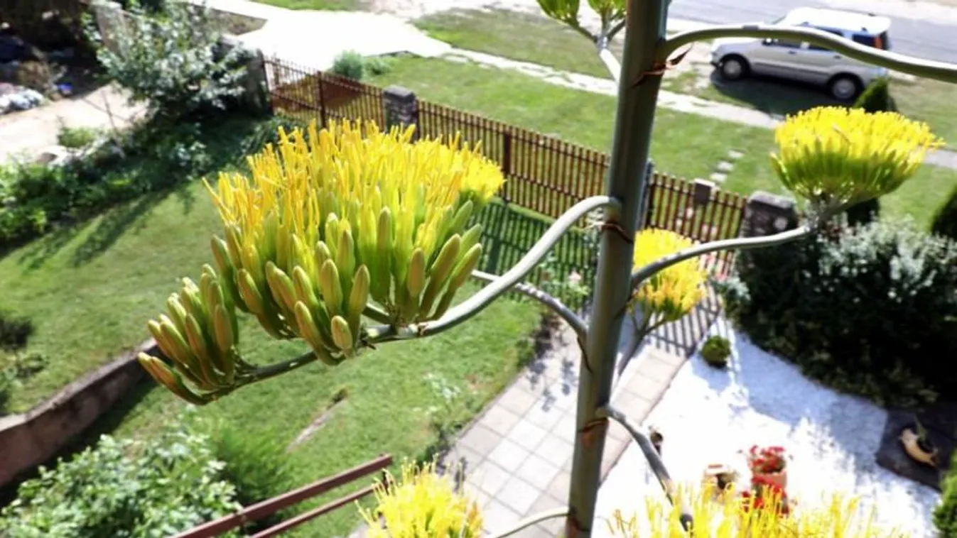 Csoda történt Ongán, 45 év után borult virágba egy agavé