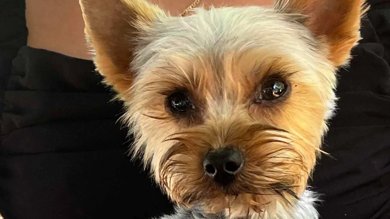  Tanyán bujkált Gizmo, a karambol helyszínéről eltűnt yorki