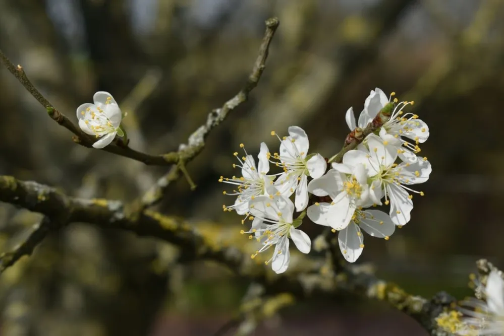 European,Common,Purple,Plum,Tree,,'prunus,Domestica'in,Blossom,Resulting,In