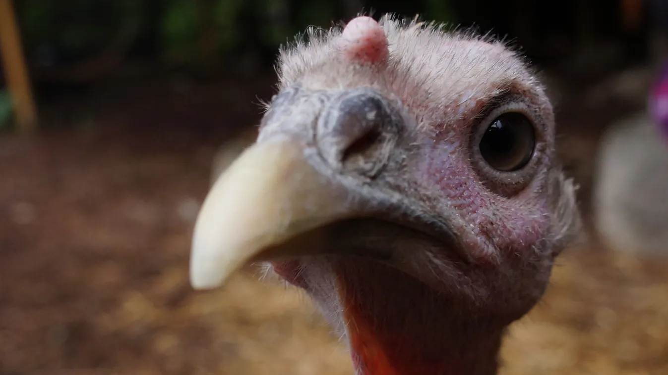 Gyerekeként szereti a pulykáját a férfi, fura, mit művelnek