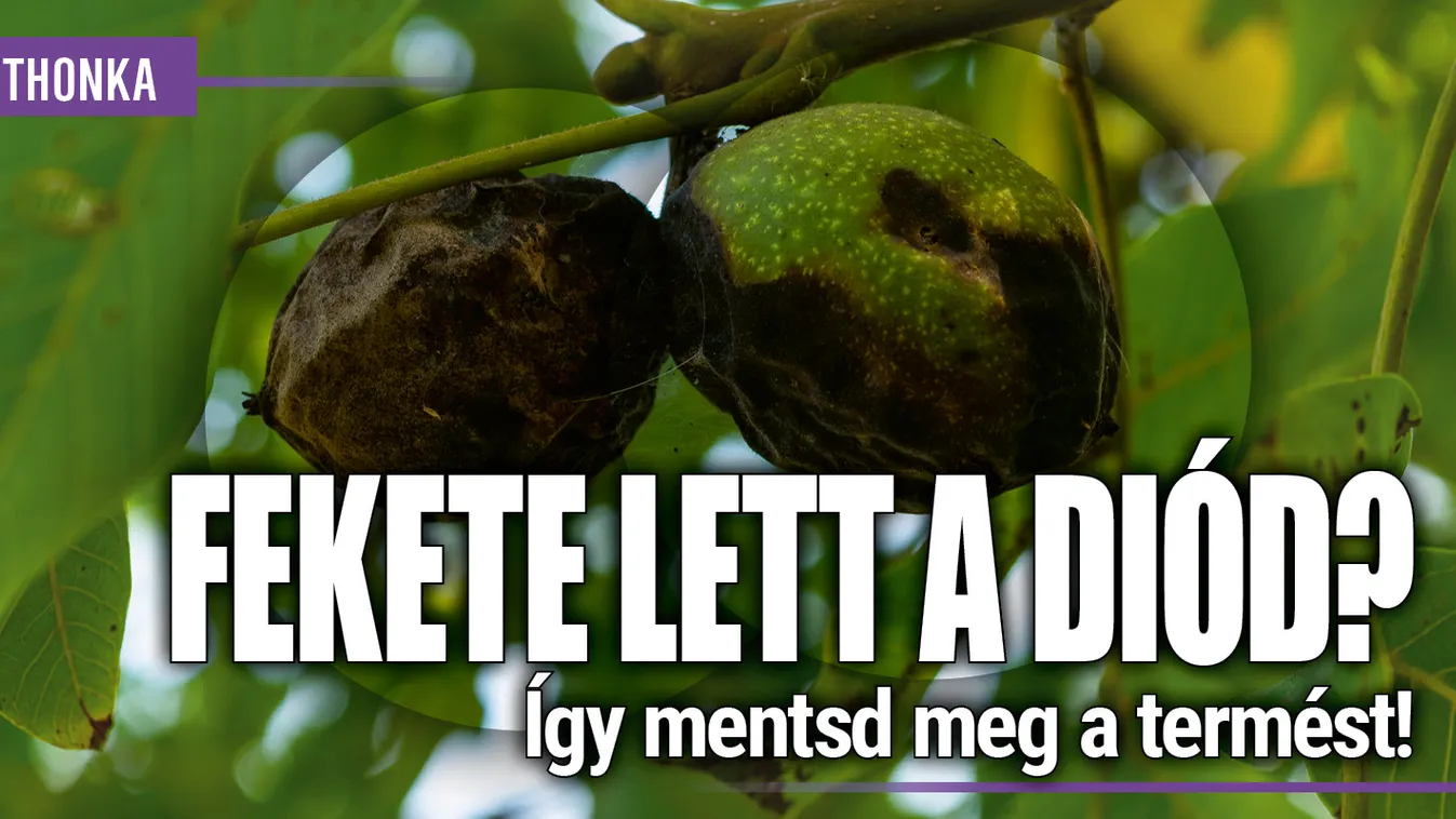 Fekete lett a diód? Így mentsd meg a termést!