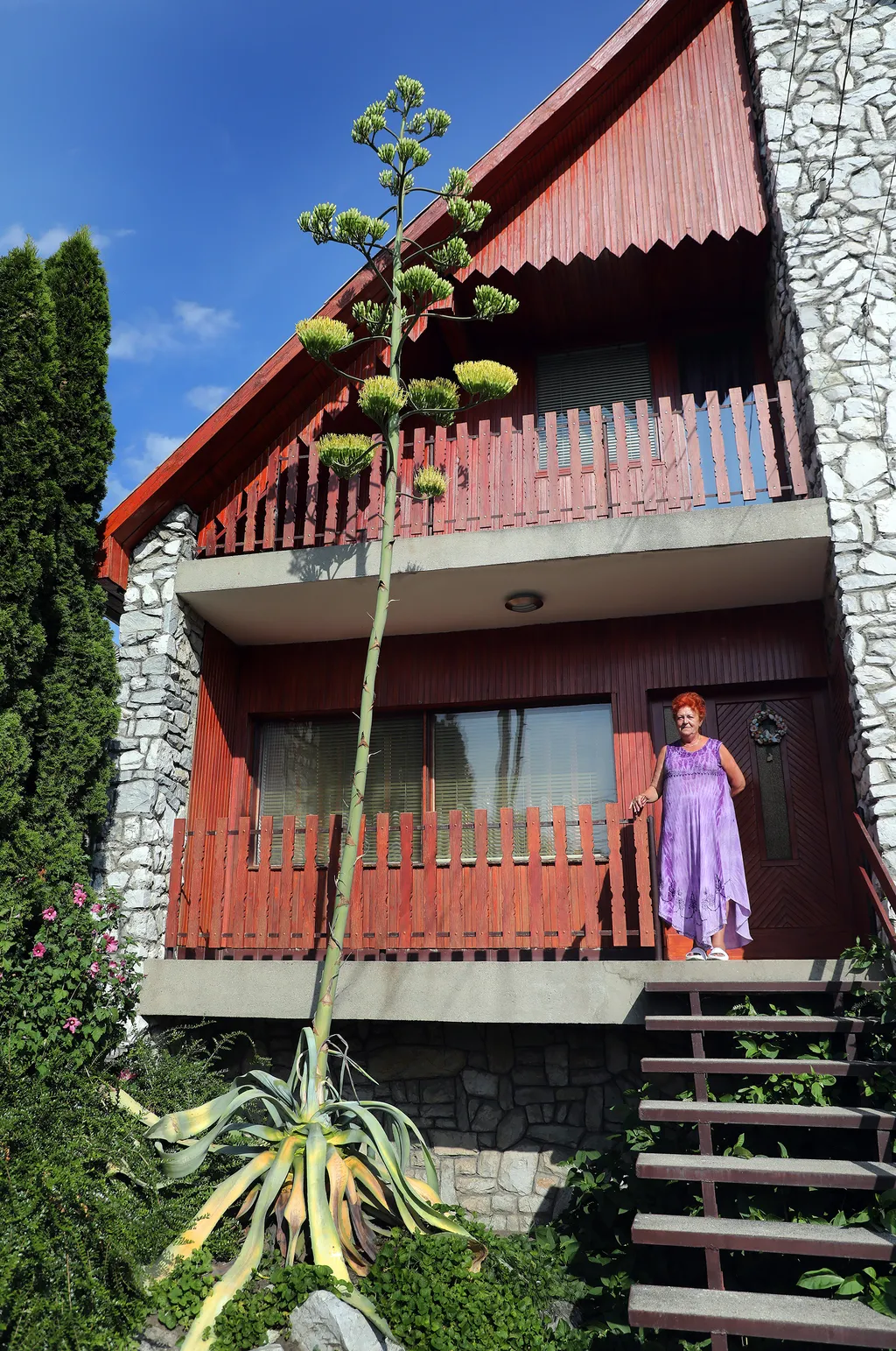 20230825 Onga

Az agavé virágára a szakirodalom szerint valóban 40-50 évet kell várni, a virágért azonban nagy árat fizet a növény.
Virágozni kezdett az agavé 45 év után Ongán, tudtuk meg Rózsa Lászlóné Erikától. Az agavé virágára a szakirodalom szerint valóban 40-50 évet kell várni, a virágért azonban nagy árat fizet a növény.
Virágozni kezdett az agavé 45 év után Ongán, tudtuk meg Rózsa Lászlóné Erikától.

Fotó: Bujdos Tibor BT
Észak-Magyarország