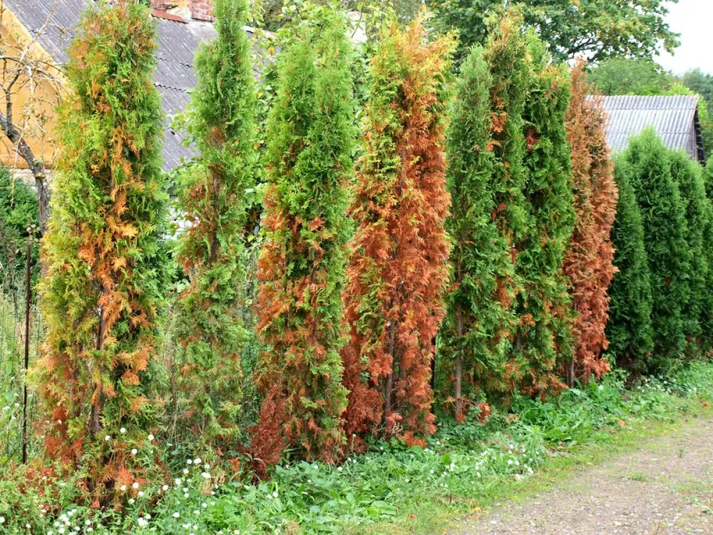 Thujas,Or,Cypress,Damaged,From,Water,Deficiency,With,Withered,Leaves.