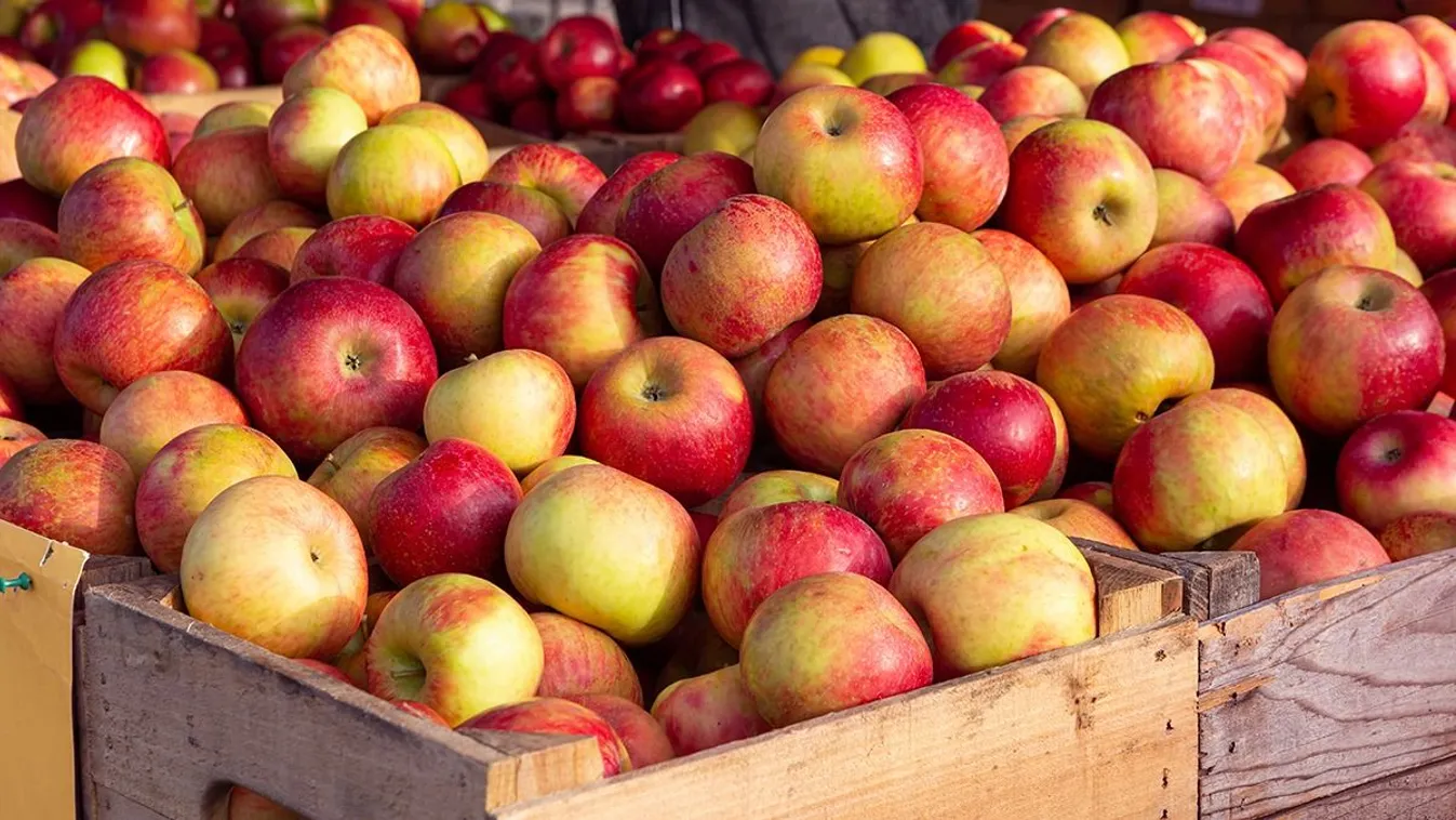 Elkezdődött az idei almaszezon, nyitnak a szedd magad-földek
