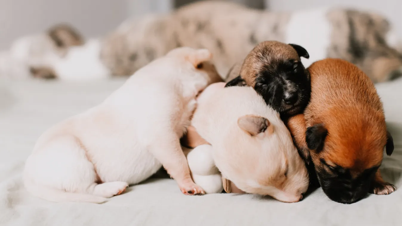 Kiskutyákat akart menteni a 11 éves kislány, belehalt