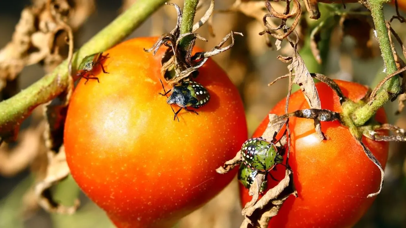 Egyre több az idegen állat- és növényfaj itthon