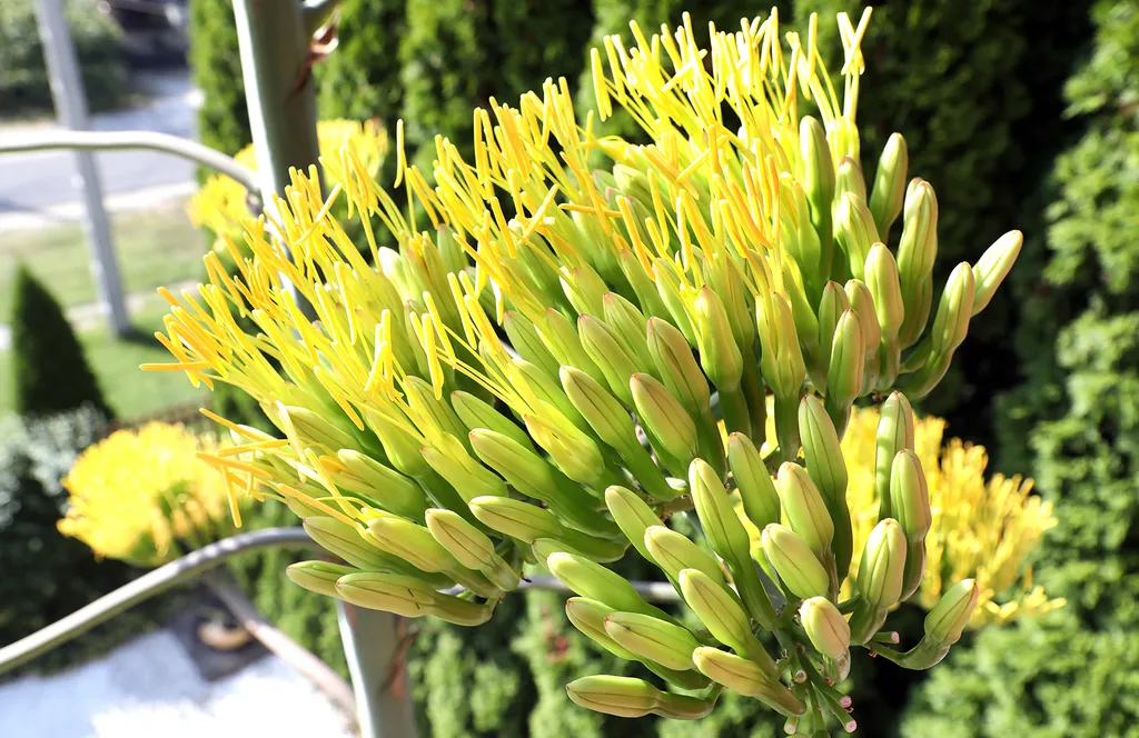 20230825 Onga

Az agavé virágára a szakirodalom szerint valóban 40-50 évet kell várni, a virágért azonban nagy árat fizet a növény.
Virágozni kezdett az agavé 45 év után Ongán, tudtuk meg Rózsa Lászlóné Erikától. Az agavé virágára a szakirodalom szerint valóban 40-50 évet kell várni, a virágért azonban nagy árat fizet a növény.
Virágozni kezdett az agavé 45 év után Ongán, tudtuk meg Rózsa Lászlóné Erikától.

Fotó: Bujdos Tibor BT
Észak-Magyarország