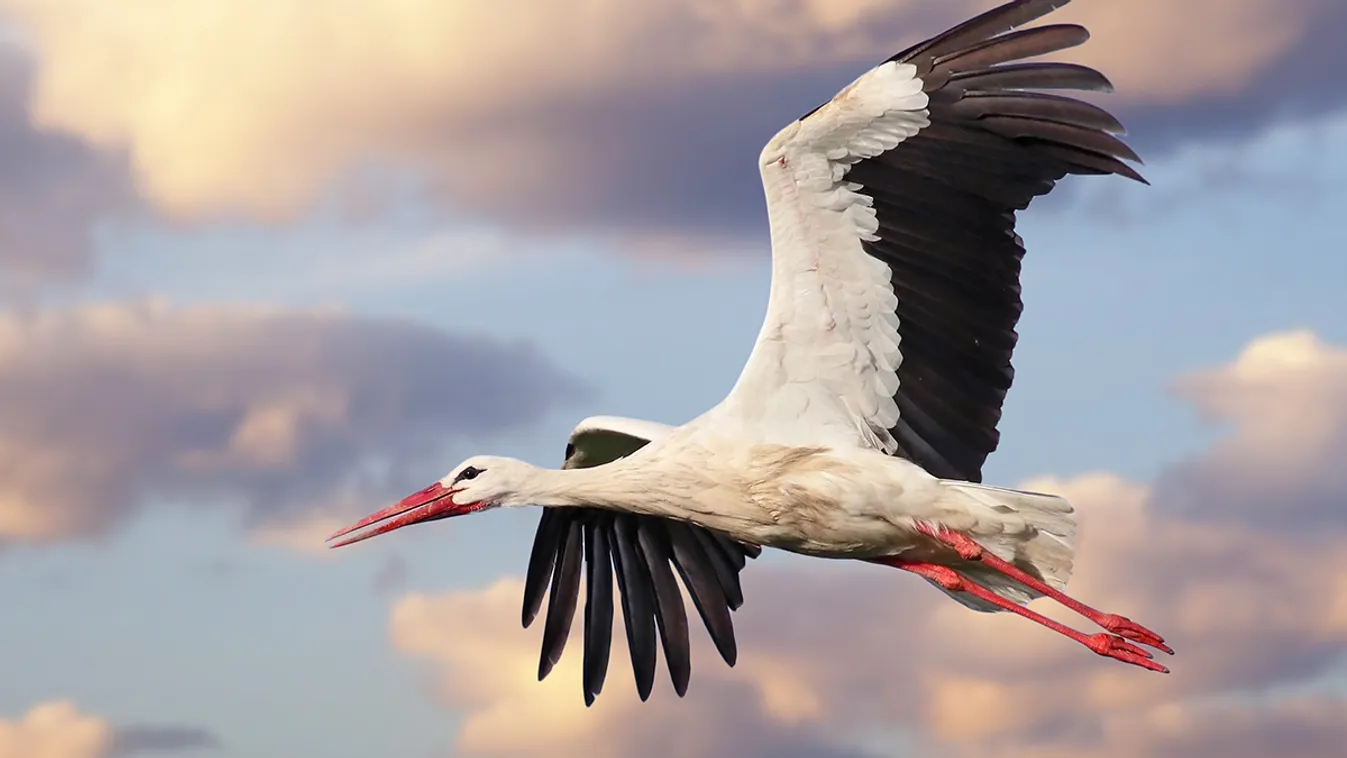 Ilyen még nem volt! Itt kötött ki egy magyar gólya