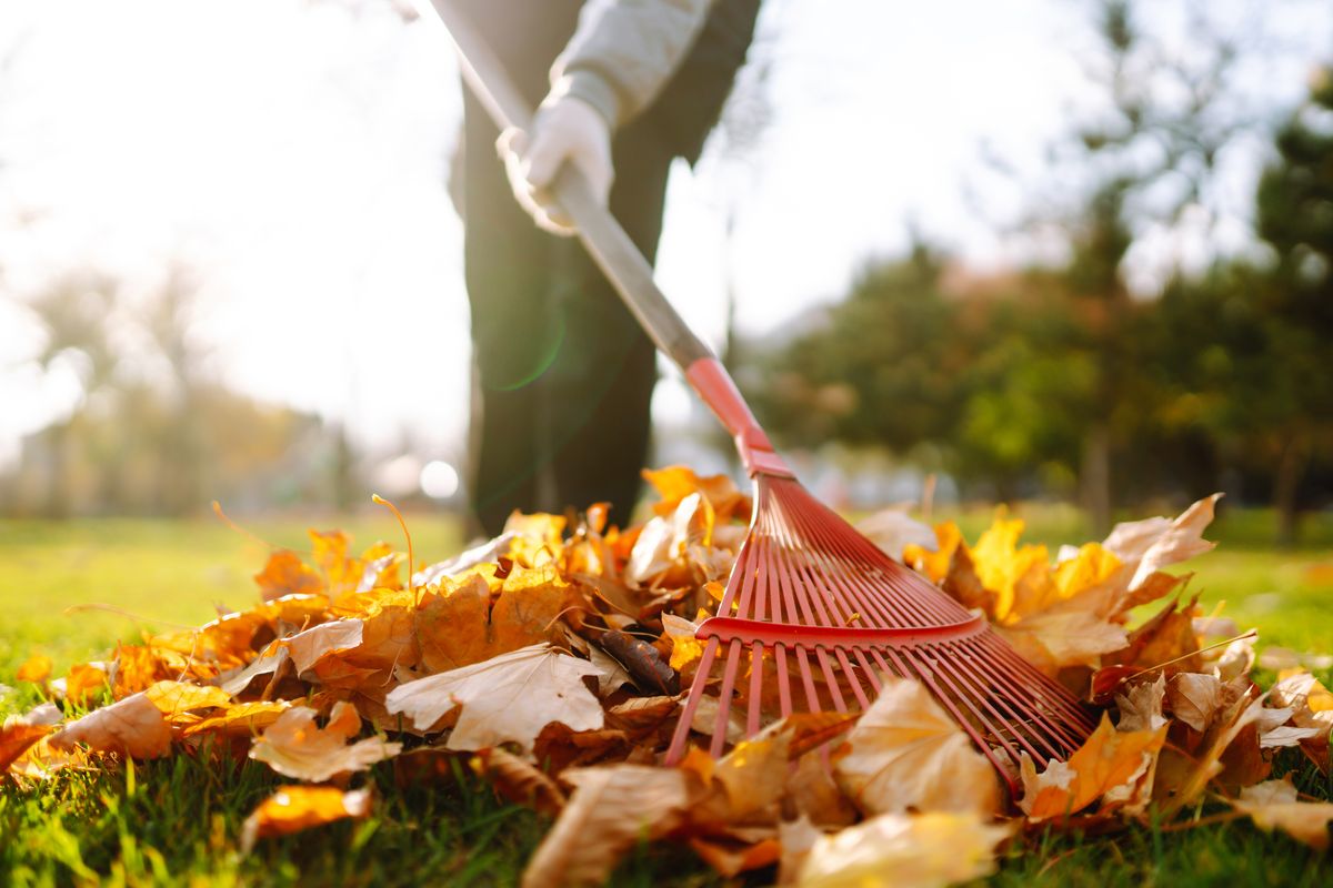 Rake,With,Fallen,Leaves,In,Autumn.,Man,Cleans,The,Autumn