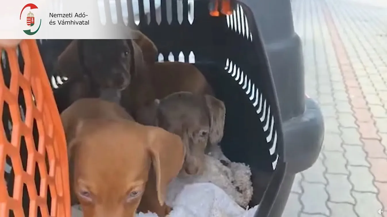 Szívszorító videót tett közzé a NAV