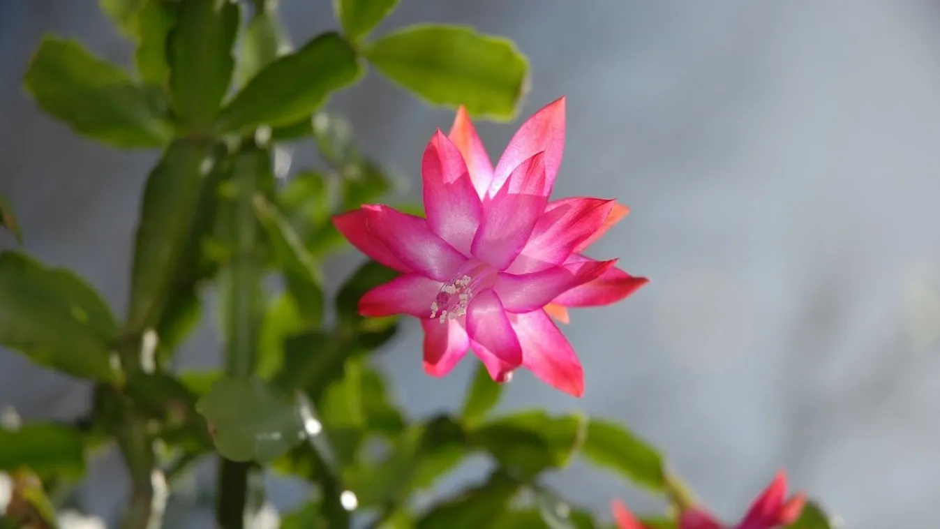 Most dől el a lényeg! Ezt kell tenned, hogy épp időben virágozzon a karácsonyi kaktuszod