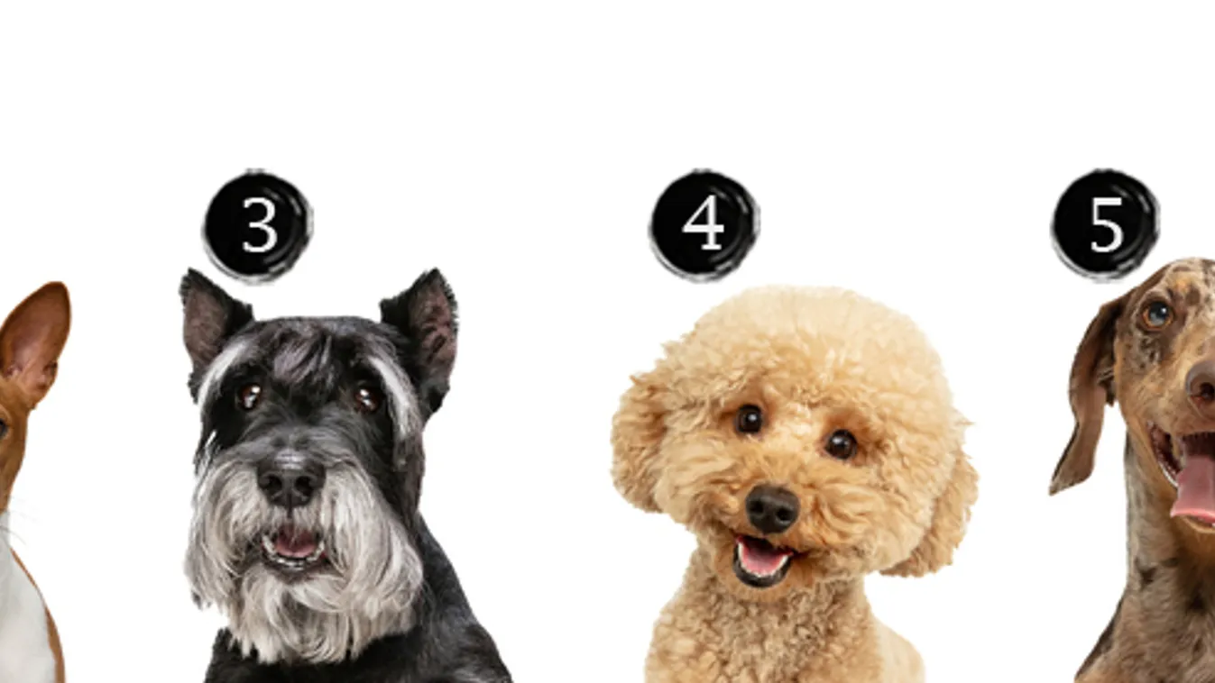 Válassz egy kutyát, azonnal kiderül, mi lakik a lelkedben