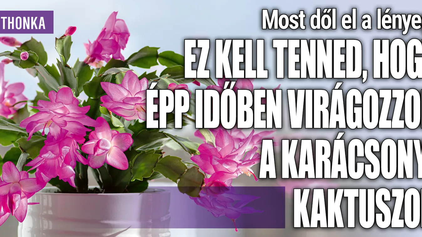 Ezt kell tenni, hogy időben virágozzon a karácsonyi kaktusz