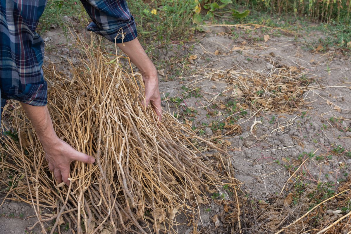 Farmer,Removes,Dry,Bean,Pods,,Autumn,Garden,Cleaning