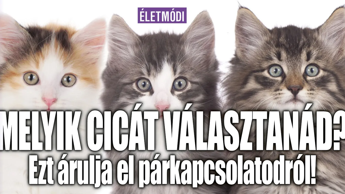 Melyik cicát választanád? Ezt árulja el párkapcsolatodról