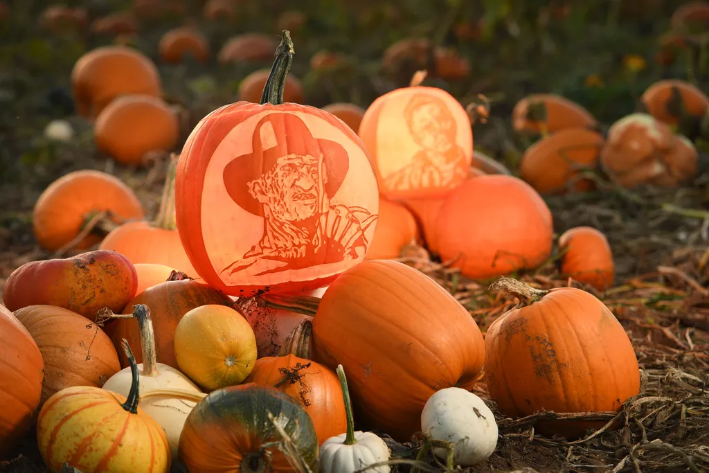  Pumpkins carved by artist Sisi Zombori from Bournemouth at the Pumpkin Picking Patch.©Russell Sach - 0771 882 6138