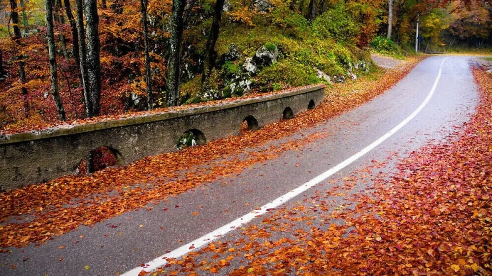 falevél, ősz, útszakasz, kanyar, falevelek