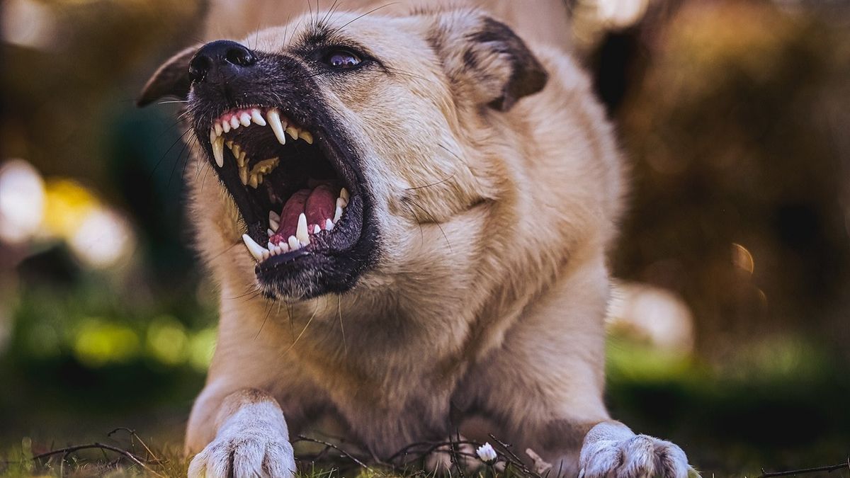 Térfigyelőkamera rögzítette: durva kutyatámadás történt Vas vármegyében - Videó