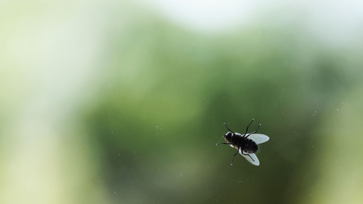 4 növény, ami távol tartja a lakásodból az őszi legyeket