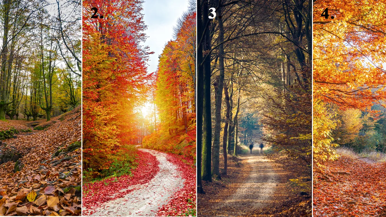 Melyik őszi erdőt választanád?