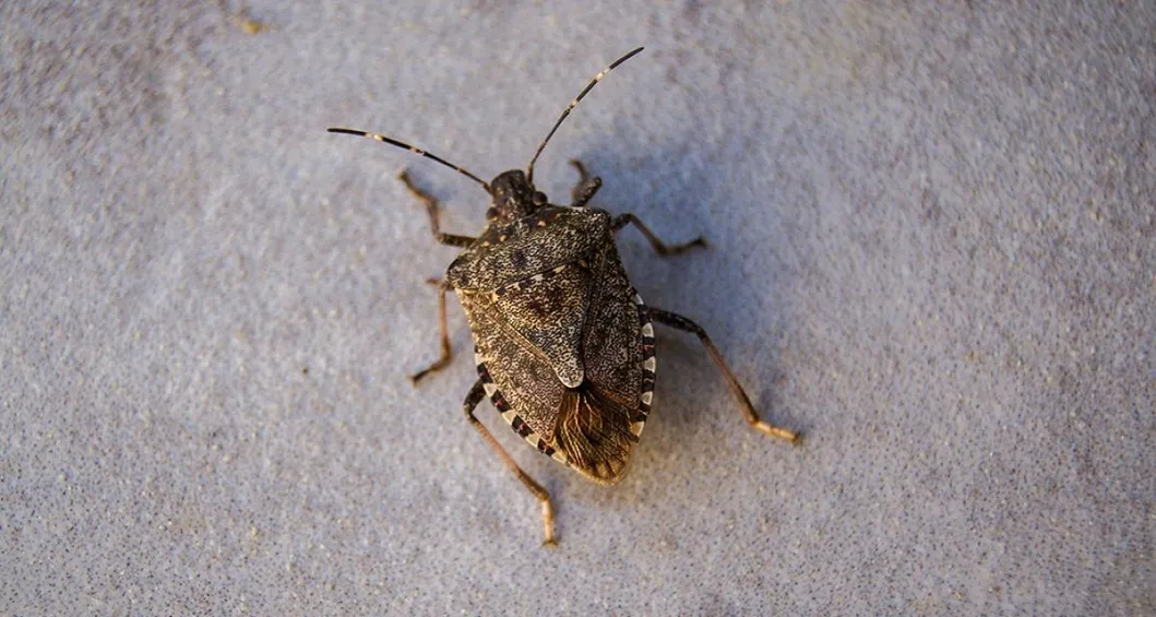 Stink,Bug,Walking,On,The,Wall,Close,Up