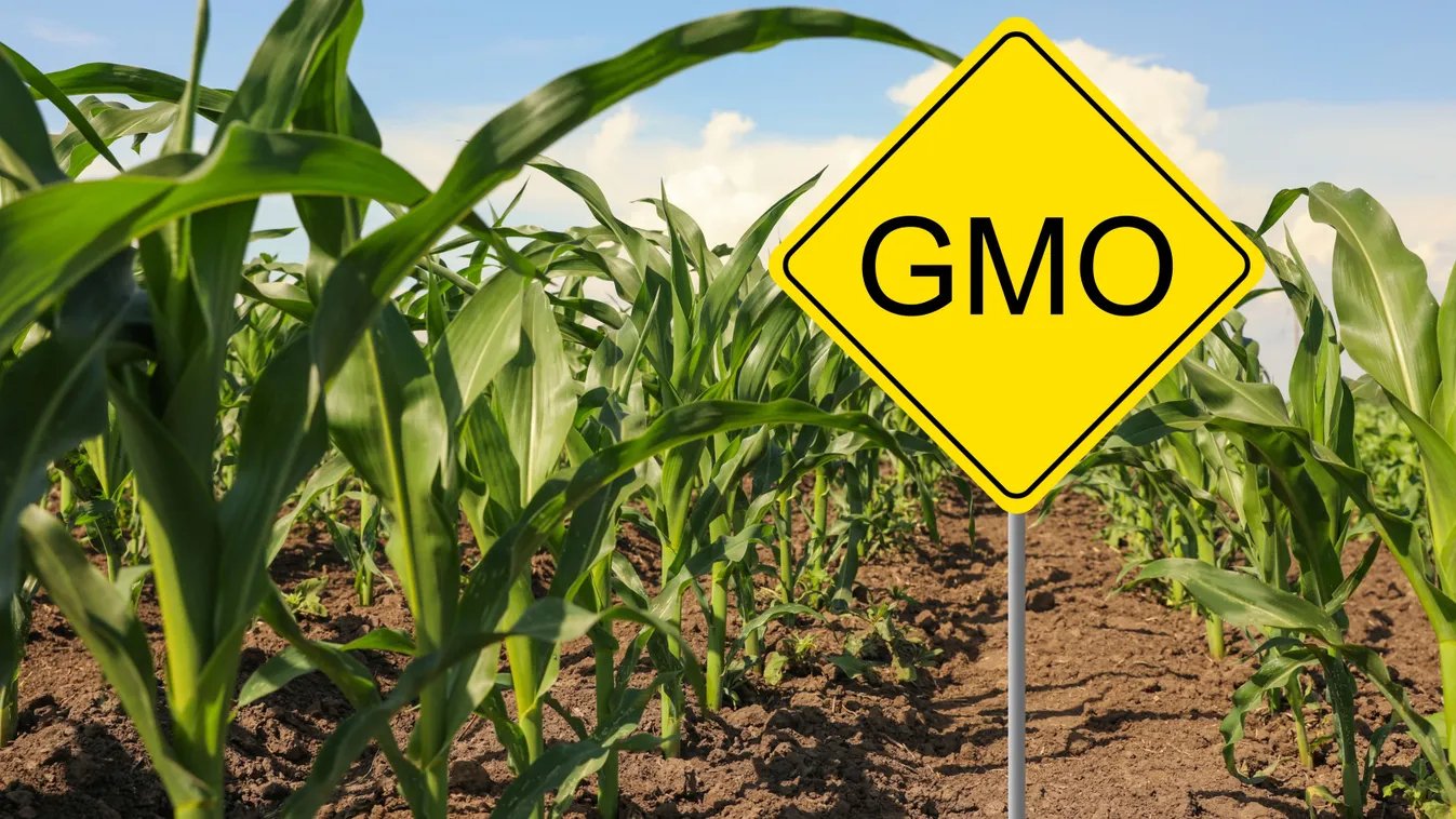 Nem jelölné a génmódosított élelmiszereket az unió