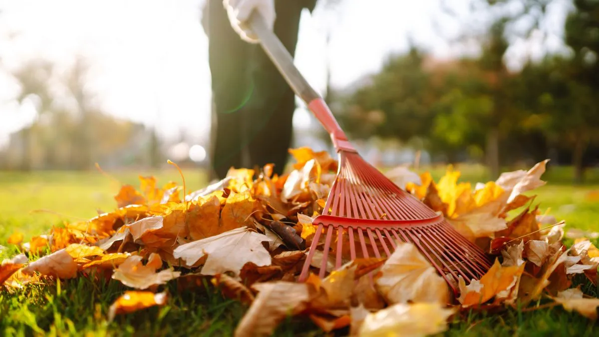 Rake,With,Fallen,Leaves,In,Autumn.,Man,Cleans,The,Autumn