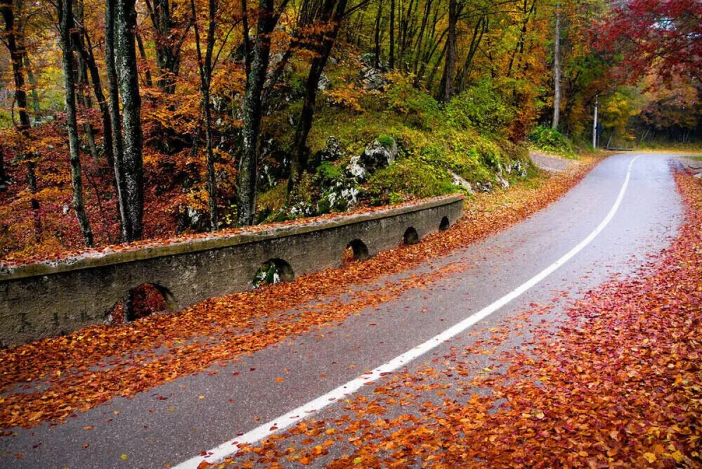 falevél, ősz, útszakasz, kanyar, falevelek