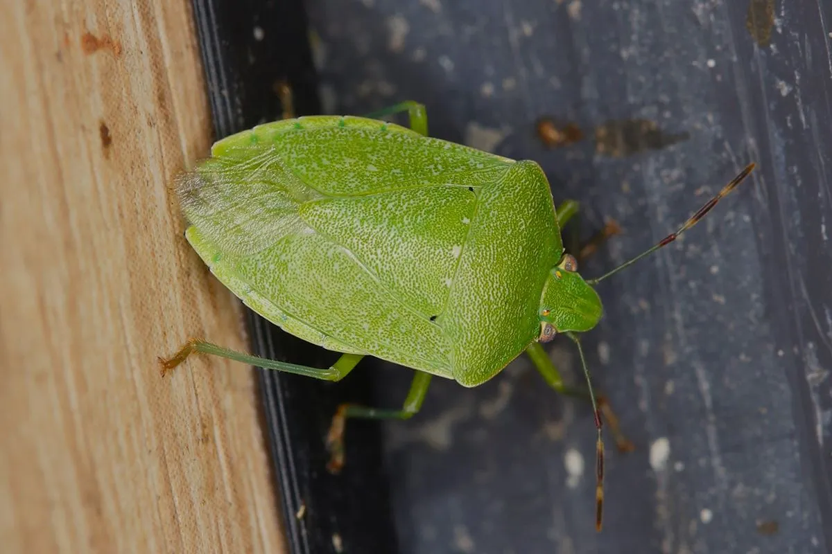 Nezara,Viridula,,The,Green,Stink,Bug.