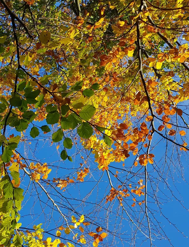 napsütés, ősz, falevelek