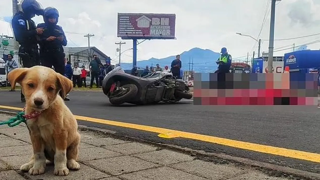 A kiskutya nem volt hajlandó elhagyni halott gazdáját