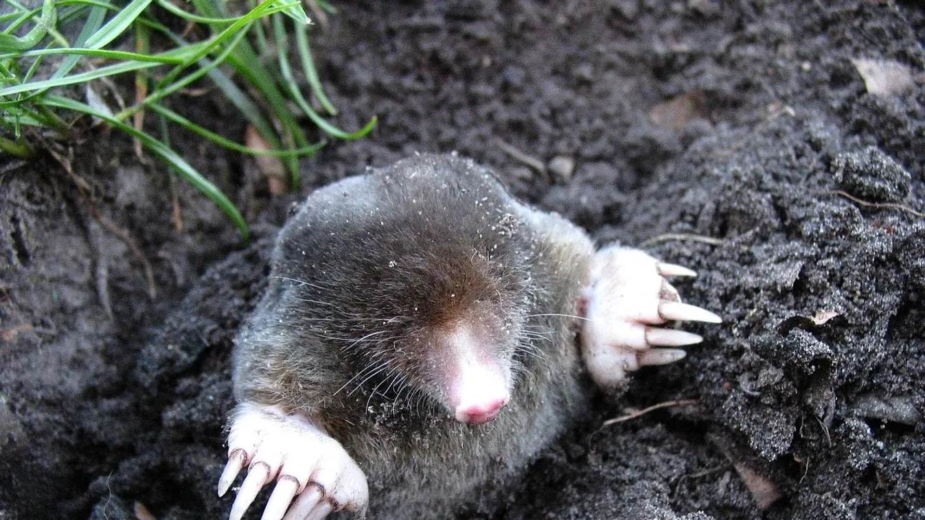 Ettől a módszertől menekül el a vakond a kertedből