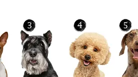 Válassz egy kutyát, azonnal kiderül, mi lakik a lelkedben