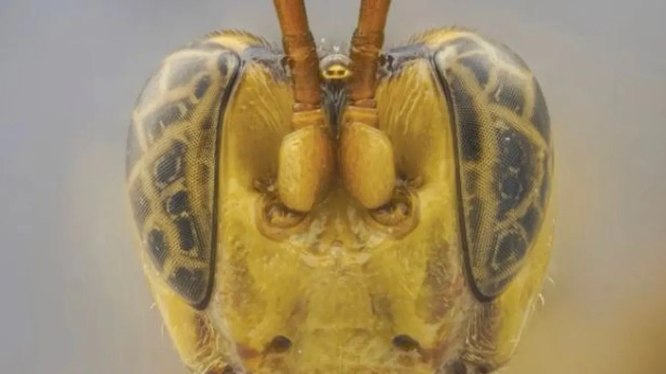 Új óriásdarázsfajta jelent meg