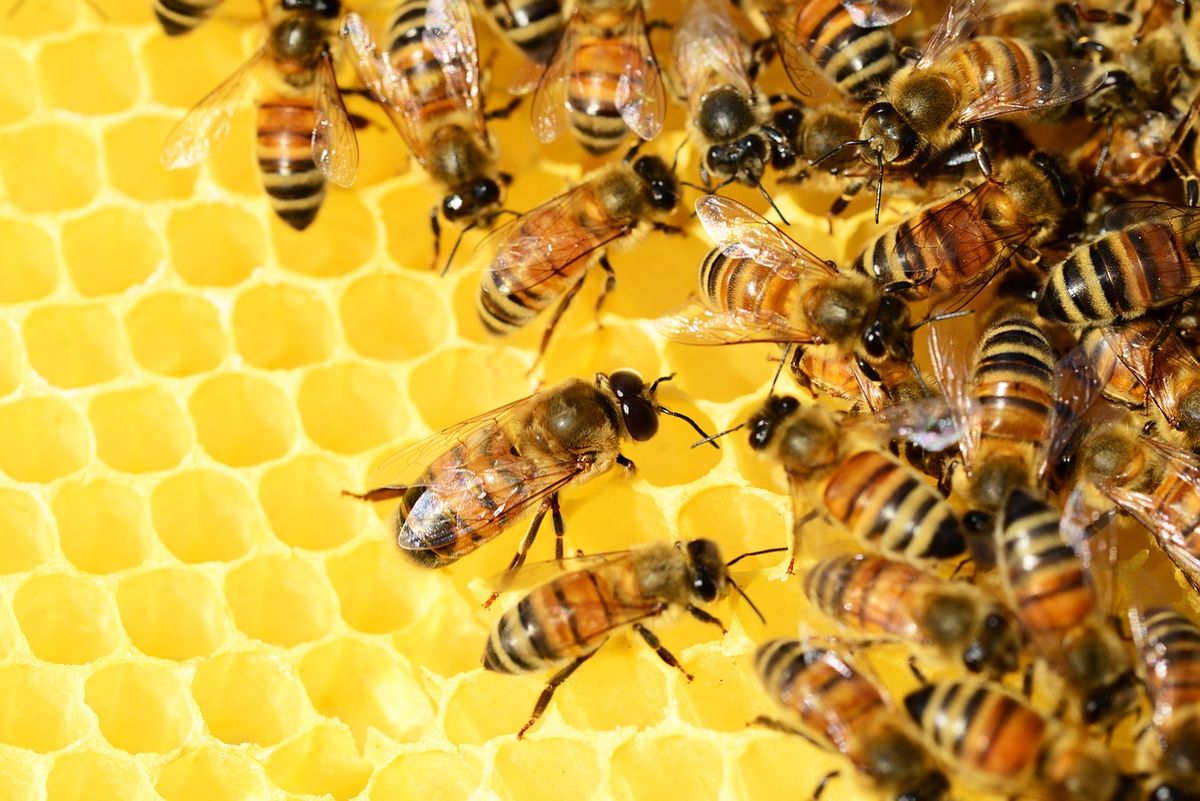 méh, méhek, méhecske